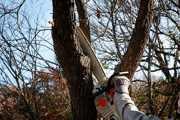Best Tree and Shrub Care  in Sitka, AK
