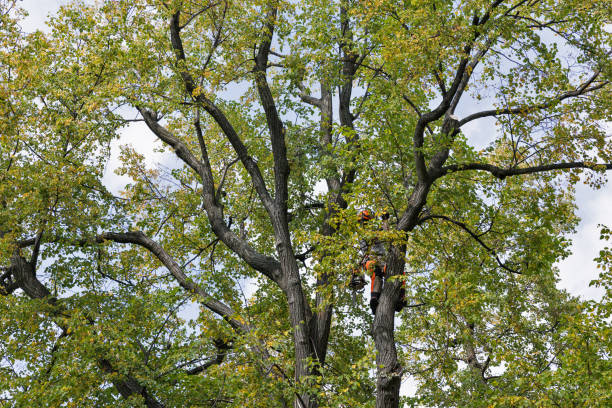 Best Tree Cabling and Bracing  in Sitka, AK