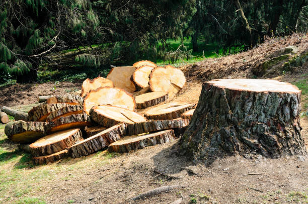 Best Tree Maintenance Programs  in Sitka, AK